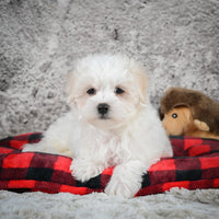 Maltese