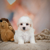Maltese