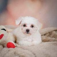 Maltese