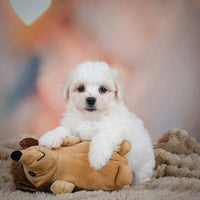 Maltese