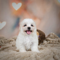 Maltese