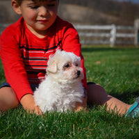 Maltese