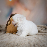 Maltese