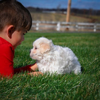 Maltese