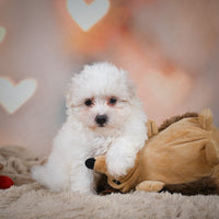 Maltese