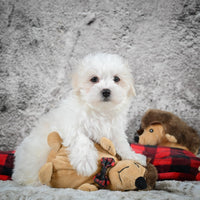 Maltese
