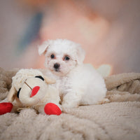 Maltese
