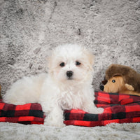 Maltese