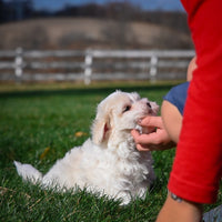 Maltese