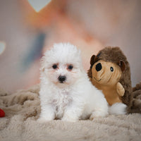 Maltese