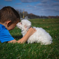 Maltese