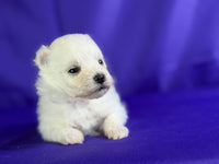 Maltipom