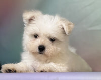 Maltipom