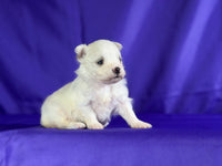 Maltipom