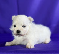 Maltipom