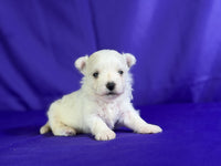 Maltipom