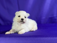 Maltipom