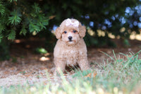 Maltipoo 