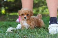 Maltipoo