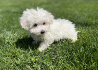 Maltipoo