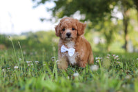 Maltipoo