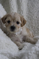 Maltipoo