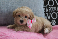 Maltipoo