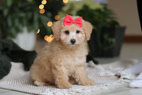 Maltipoo