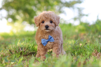 Maltipoo