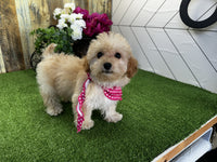 Maltipoo