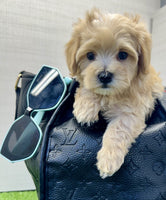 Maltipoo