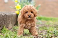 Maltipoo