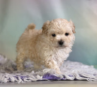 Maltipoo
