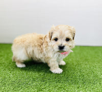 Maltipoo