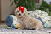 Maltipoo