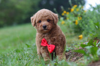 Maltipoo