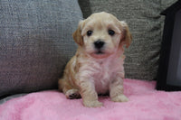 Maltipoo