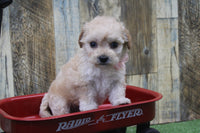 Maltipoo