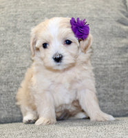 Maltipoo