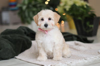 Maltipoo