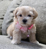 Maltipoo