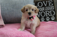  Maltipoo