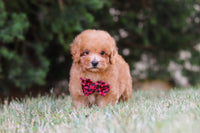 Maltipoo