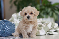 Maltipoo 