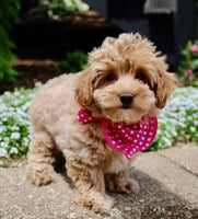 Maltipoo