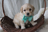 Maltipoo