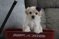 Maltipoo