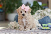 Maltipoo