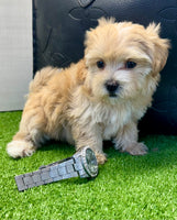 Maltipoo