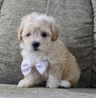 Maltipoo